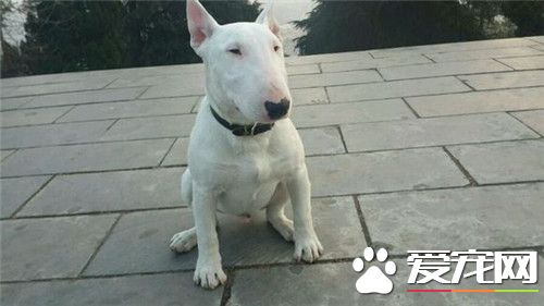 牛頭梗亂叫嗎 牛頭梗是很喜歡叫的狗狗