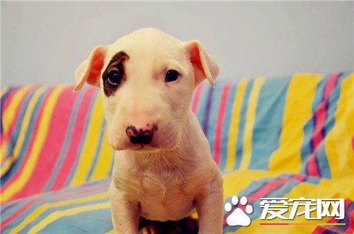 牛頭梗可以看家護院嗎 牛頭梗是可以看家護院