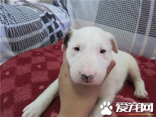 牛頭梗可以看家護院嗎 牛頭梗是可以看家護院