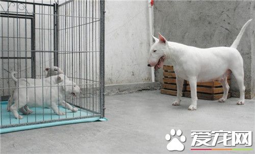 牛頭梗和比特哪個好 兩種狗狗都是比較好的