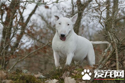 牛頭梗掉毛嗎 牛頭梗犬是不容易掉毛的