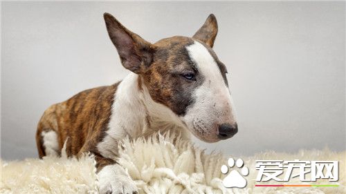 牛頭梗的智商 牛頭梗是很聰明伶俐的狗狗
