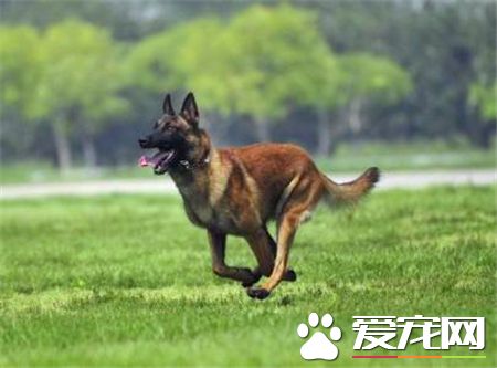 馬犬是不是比利時牧羊犬 比利時犬和馬犬的區別
