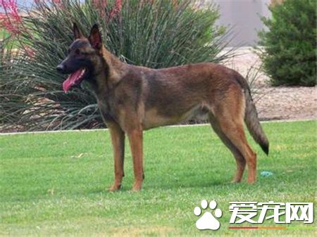 馬犬是不是比利時牧羊犬 比利時犬和馬犬的區別
