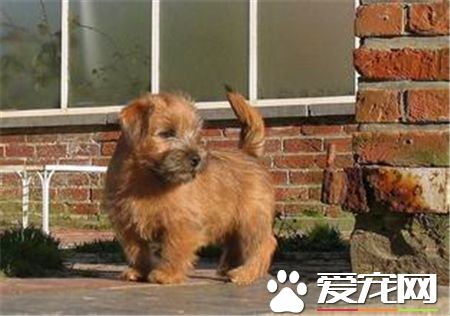 羅福梗犬的特征 羅福梗是體型最小的工作梗