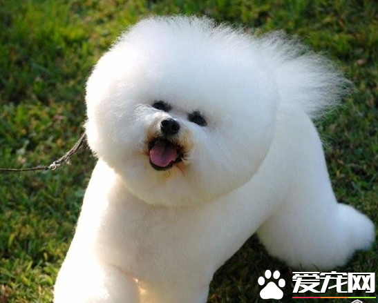 卷毛比熊犬壽命 一般壽命不會超過15歲
