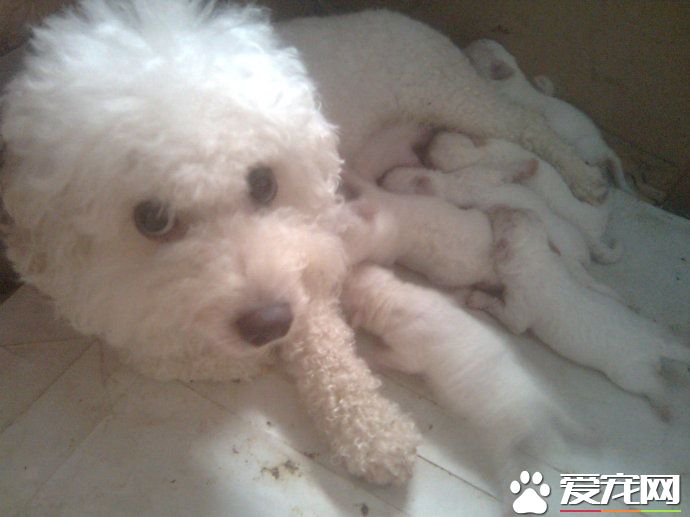 卷毛比熊犬好養嗎 卷毛比熊犬飼養注意事項