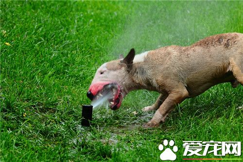 牛頭梗的脾氣怎麼樣 天生性情活躍興奮度極高