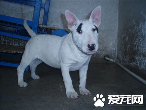 牛頭梗打架嗎 牛頭梗犬有著強烈的爭斗心