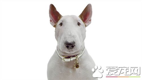 牛頭梗打架嗎 牛頭梗犬有著強烈的爭斗心
