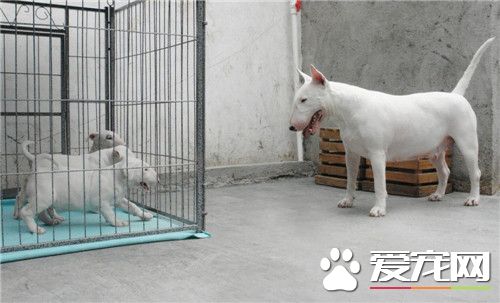 牛頭梗打架厲害不 牛頭梗打架很厲害
