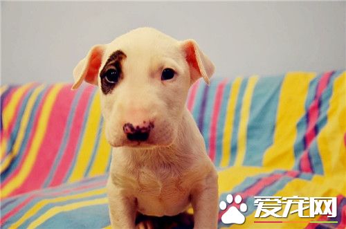牛頭梗打架厲害不 牛頭梗打架很厲害