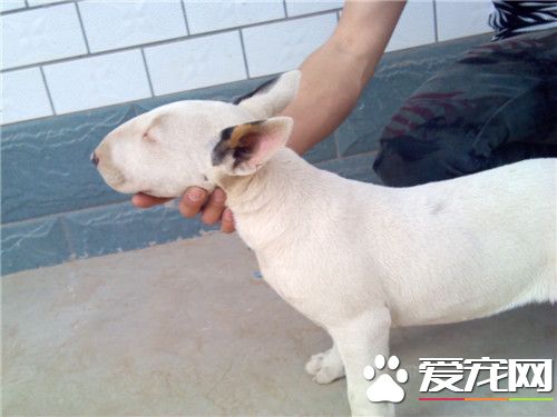 牛頭梗打架厲害不 牛頭梗打架很厲害