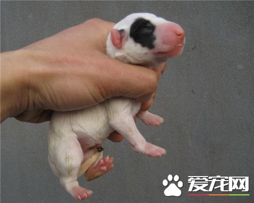 牛頭梗不聽話 應該第一時間制止牛頭梗