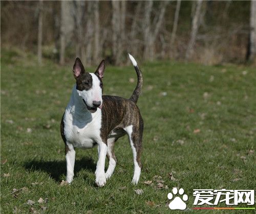 牛頭梗不立耳 立耳期為出生後4到6個月