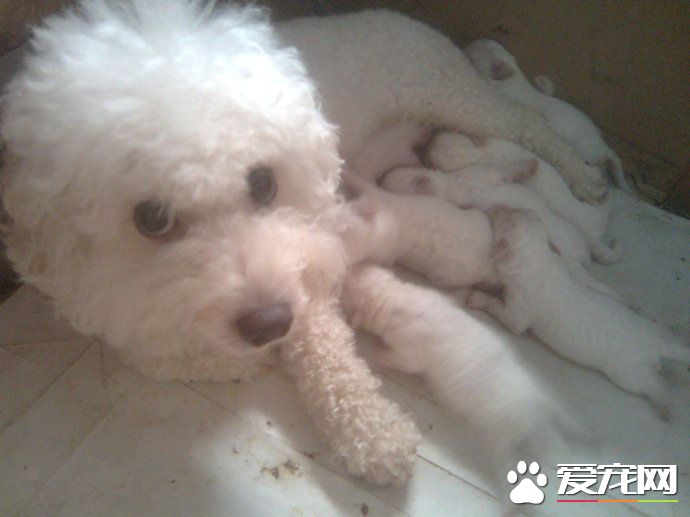 卷毛比熊犬大小 卷毛比熊犬不會超過6公斤