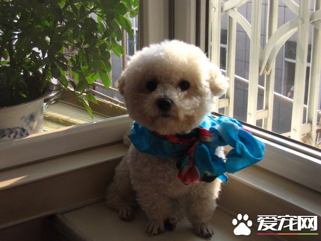 卷毛比熊犬大小 卷毛比熊犬不會超過6公斤