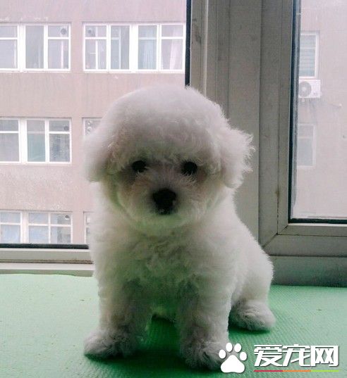 卷毛比熊犬吃什麼 卷毛比熊犬喂食要點