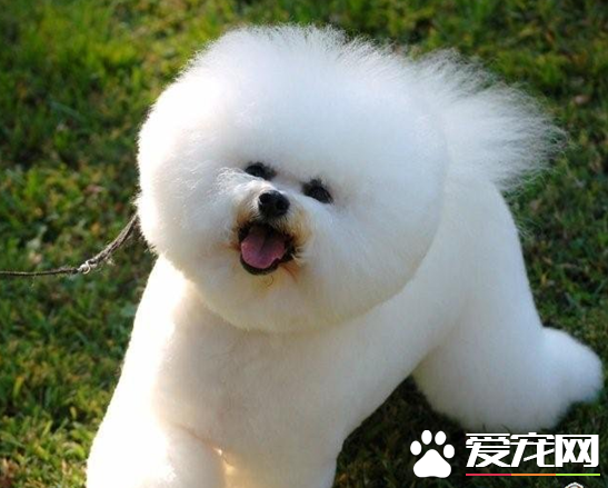 卷毛比熊犬吃什麼 卷毛比熊犬喂食要點