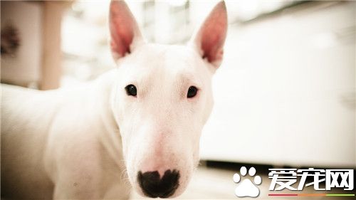 牛頭梗爆斑的原因 牛頭梗爆斑有可能是基因問題