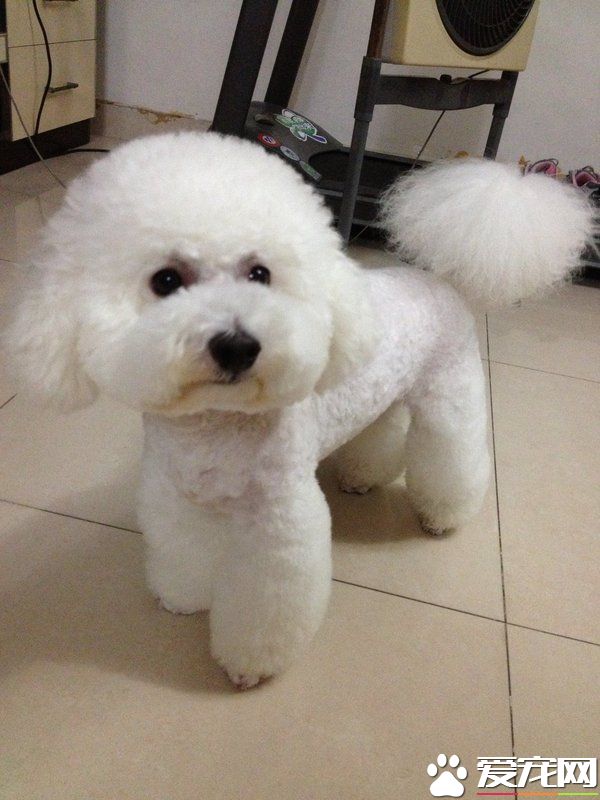卷毛比熊犬愛叫嗎 卷毛比熊犬不喜歡叫