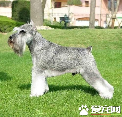 巨型雪納瑞有多大 雪納瑞體重為34到41公斤