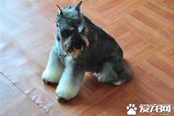 巨型雪納瑞是軍犬嗎 巨型雪納瑞不是軍犬