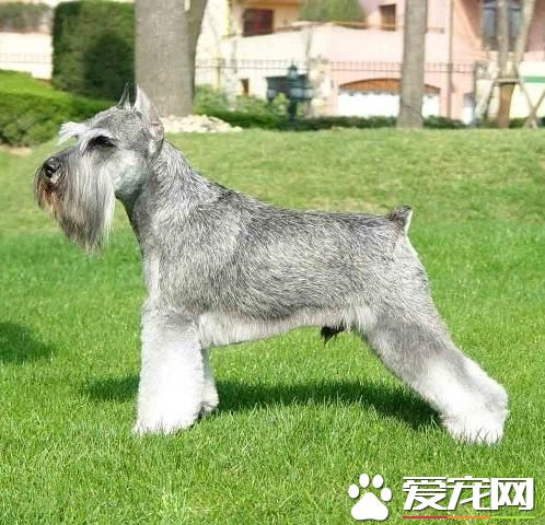 巨型雪納瑞是軍犬嗎 巨型雪納瑞不是軍犬