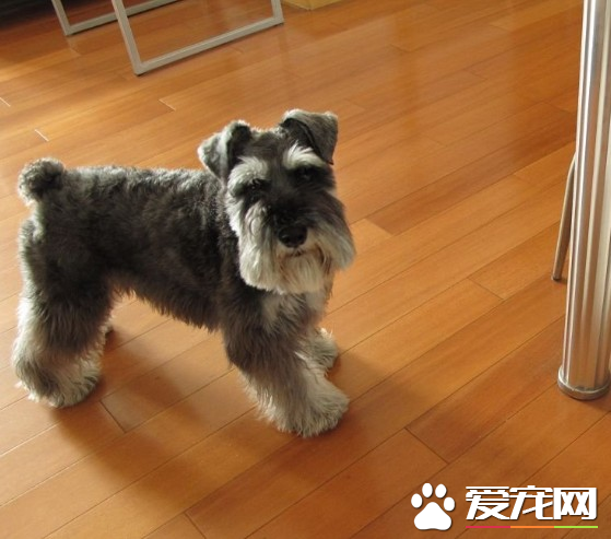 巨型雪納瑞犬凶嗎 雪納瑞犬一般不會太凶