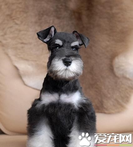 巨型雪納瑞犬凶嗎 雪納瑞犬一般不會太凶