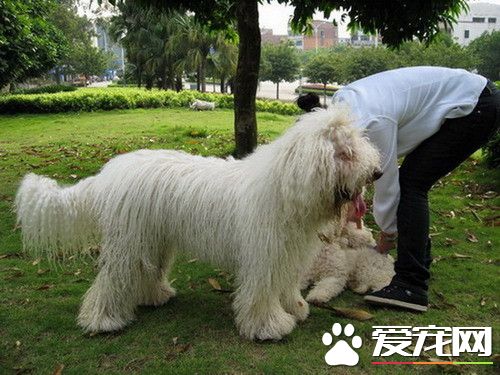 哪裡能買到可蒙犬 可蒙犬可在網上購買