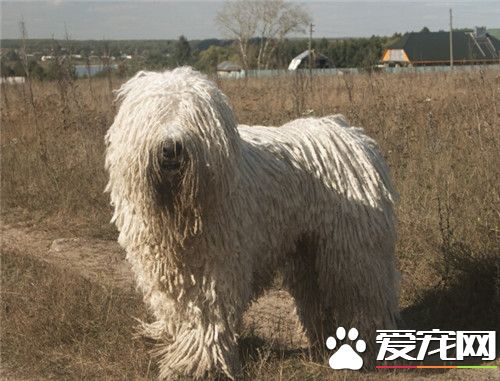 哪裡能買到可蒙犬 可蒙犬可在網上購買