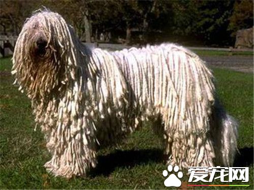 哪裡能買到可蒙犬 可蒙犬可在網上購買