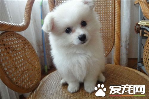 迷你銀狐犬適養人群 適合任何年齡段的人飼養