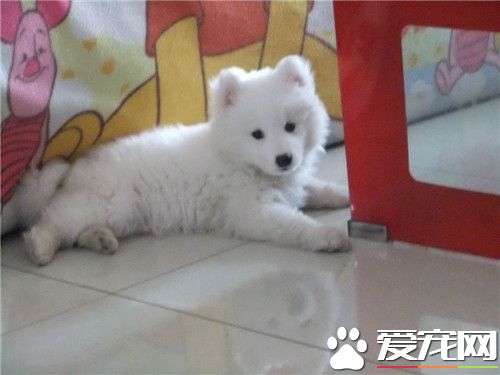 迷你銀狐犬適養人群 適合任何年齡段的人飼養
