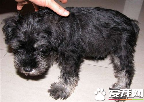迷你雪納瑞有什麼特長 雪納瑞是優秀的看門犬