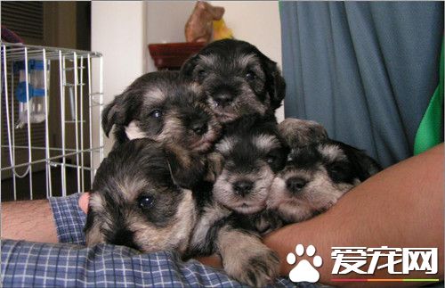 迷你雪納瑞有什麼特長 雪納瑞是優秀的看門犬
