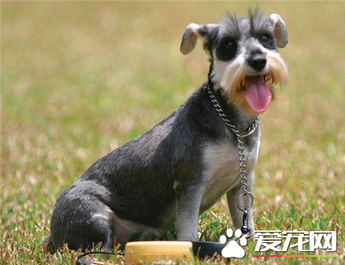 迷你雪納瑞適合老人嗎 雪納瑞很適合老人