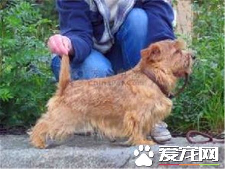羅福梗狗狗的尾巴長嗎 羅福梗尾巴中等長度