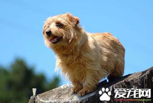 羅福梗狗狗的尾巴長嗎 羅福梗尾巴中等長度