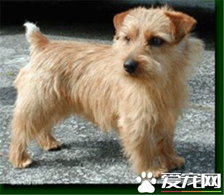 羅福梗狗狗的尾巴長嗎 羅福梗尾巴中等長度