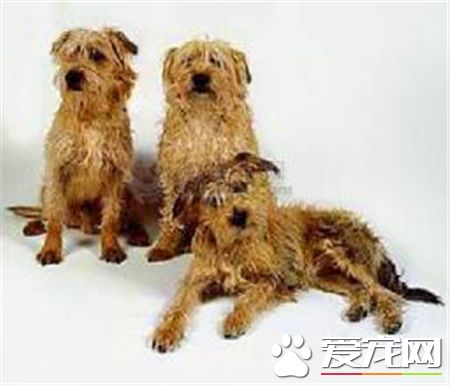 羅福梗的生活習性 羅福梗活潑而討人喜歡