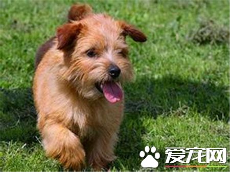 羅福梗的生活習性 羅福梗活潑而討人喜歡