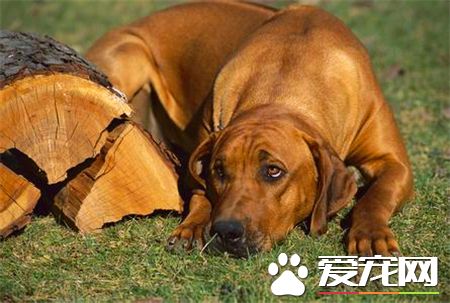 羅得西亞脊背犬智商 在狗狗排名第52位