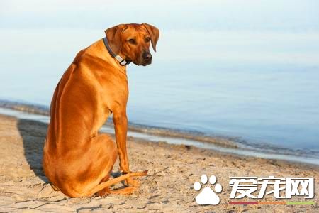 羅得西亞脊背犬咬人嗎 一般情況不會咬人