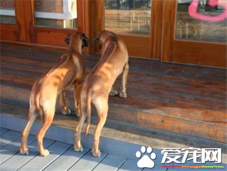 羅得西亞脊背犬智商 在狗狗排名第52位