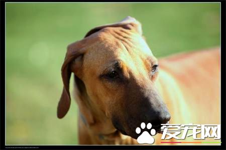 羅得西亞脊背犬智商 在狗狗排名第52位