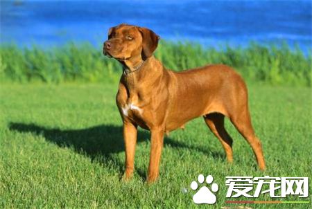 羅得西亞脊背犬咬人嗎 一般情況不會咬人
