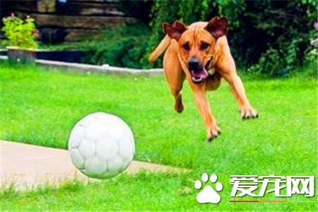 羅得西亞脊背犬攻擊人嗎 怎麼訓練不咬人
