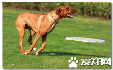 羅得西亞脊背犬咬人嗎 一般情況不會咬人